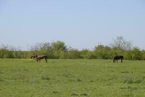 Horses graze in the pasture. Paddock horses on a horse farm. Walking horses photo