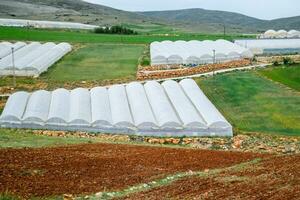 tomato plants growing inside big industrial greenhouse. Industrial agriculture. photo