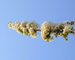 Prunus avium Flowering cherry. Cherry flowers on a tree branch photo