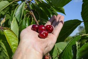 Berries of sweet cherries in a hand. Ripe sweet cherry. photo