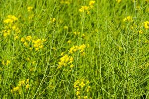 Rapeseed field. Background of rape blossoms. Flowering rape on the field. photo