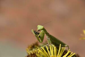 The female praying mantis devouring wasp photo