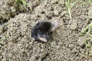 mole climbs out of the hole. Black mole. A mound of earth from a mole. An underground animal is a mole. photo