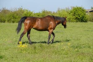 Horses graze in the pasture. Paddock horses on a horse farm. Walking horses photo