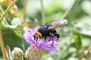 Megascolia maculata. The mammoth wasp. photo