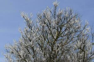 Spring flowering trees. Pollination of flowers of apricot. Blooming wild apricot in the garden photo