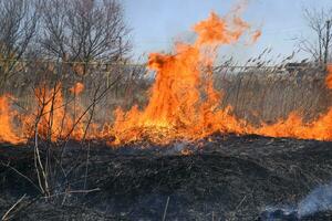 Fire on a plot of dry grass, burning of dry grass and reeds photo