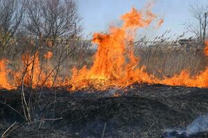 Fire on a plot of dry grass, burning of dry grass and reeds photo