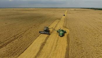 Harvesting wheat harvester. Agricultural machines harvest grain on the field. photo