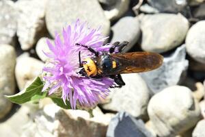 Megascolia maculata. The mammoth wasp. photo