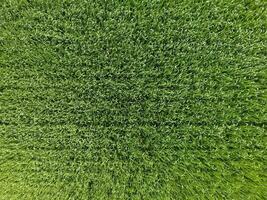 The wheat field is green. Young wheat on the field. View from above. Textural background of green wheat. Green grass. photo