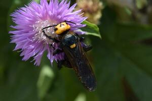 Megascolia maculata. The mammoth wasp. photo