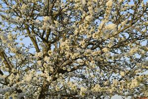 Prunus avium Flowering cherry. Cherry flowers on a tree branch photo