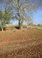 The silver poplar dropped the foliage. Poplar foliage on the ground under a tree. photo