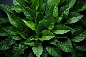 ai generado lozano verde hojas formar un fascinante mandala representando el interconexión de vida, Vamos verde imágenes foto