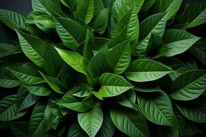 AI generated Lush green leaves form a mesmerizing mandala depicting the interconnectedness of life, go green images photo