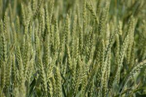 Spikelets of green wheat. Ripening wheat in the field. photo