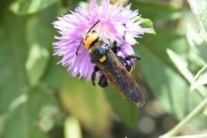 Megascolia maculata. The mammoth wasp. photo