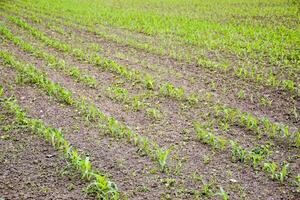 Cornfield. Small corn sprouts, field landscape. Loose soil and stalks of corn on the field. photo