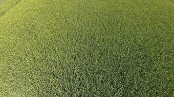 verde trigo en el campo, parte superior ver con un zumbido. textura de trigo verde antecedentes. foto