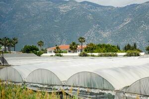 tomato plants growing inside big industrial greenhouse. Industrial agriculture. photo