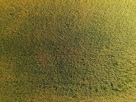 Ripening wheat. Green unripe wheat is a top view. Wheat field photo