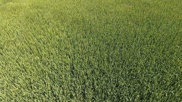 Green wheat in the field, top view with a drone. Texture of wheat green background. photo