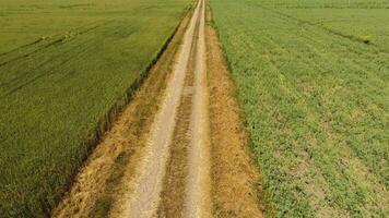 A dirt road between the fields of wheat and peas. photo