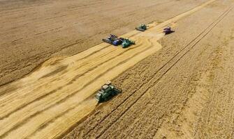 Harvesting wheat harvester. Agricultural machines harvest grain on the field. photo