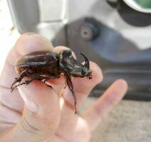 The rhinoceros beetle is in the hands of man. A rigid-winged insect. photo