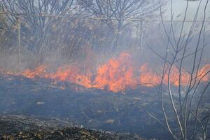 fuego en un trama de seco césped, ardiente de seco césped y cañas foto