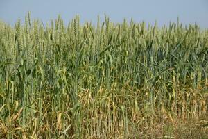 Spikelets of green wheat. Ripening wheat in the field. photo