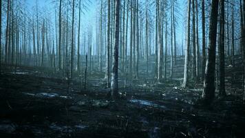 un quemado bosque con carbonizado arboles en pie alto en medio de el devastación video