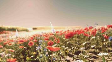 A colorful field of flowers in patriotic red, white, and blue hues video