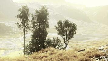 A flock of sheep grazing on a hillside covered in dry grass video