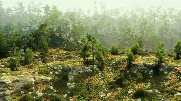 A dense forest with towering trees and scattered rocks video