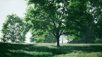 ein einsam Baum Stehen im ein heiter Feld mit ein Hintergrund von entfernt Bäume video