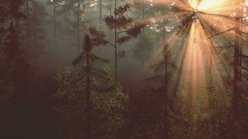 luz de sol transmisión mediante el arboles en un lozano bosque video