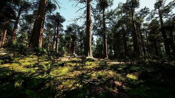 un denso bosque con imponente arboles alcanzando para el cielo video