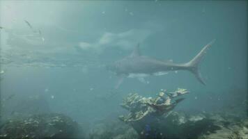 A large shark swimming over a coral reef video