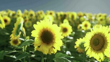 een mooi veld- van zonnebloemen onder een Doorzichtig blauw lucht video