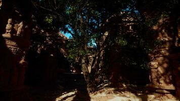 das Schatten von ein Baum auf das Boden video