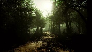 A scenic forest path surrounded by trees video