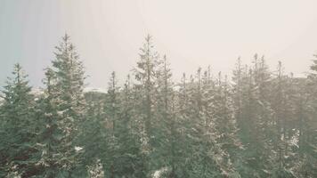 uma Nevado floresta com pinho árvores video