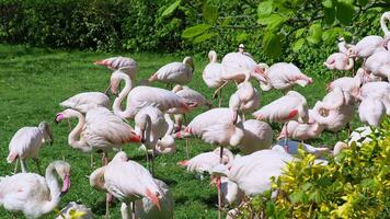 grupp av större flamingo video