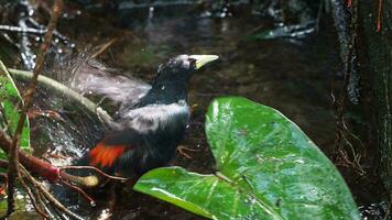 rabadilla roja cacique es tomando un bañera salpicaduras en un estanque. cacico hemorrágico video