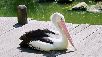 australiano pellicano seduta su di legno molo - pelecanus conspicillatus video