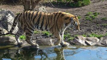 sibirisch Tiger durch das Teich video