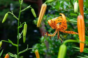 A tiger lily with spotted petals on green background at the forest sunny day photo