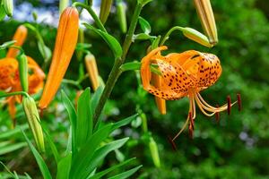 A tiger lily with spotted petals on green background at the forest sunny day close up photo